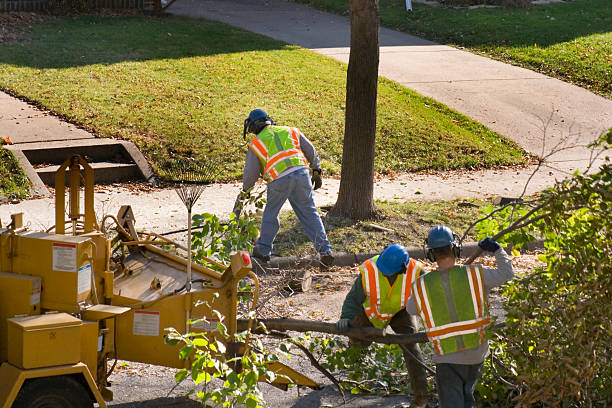 Best Affordable Tree Service  in Myrtle Point, OR